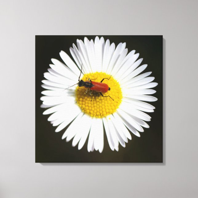Red Beetle on White Daisy Macro Poster Canvas Print (Front)