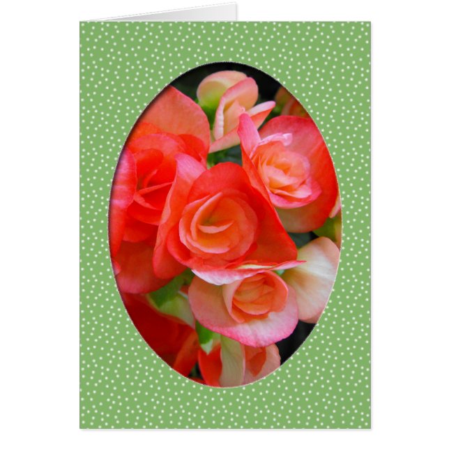 red begonia flowers (Front)