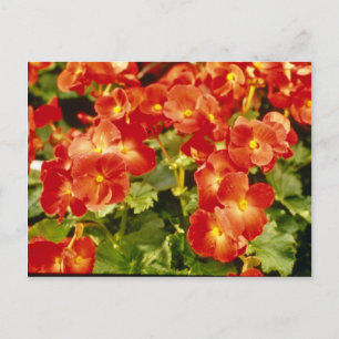 Red Begonia X Rex Cultorum (Rex Begonia) flowers Postcard