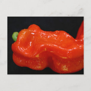 Red Bell Pepper Postcard