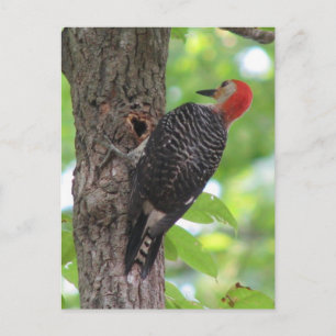 Red-bellied Food Stash Postcard
