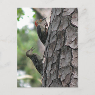 Red-bellied Male & Fledgling Postcard