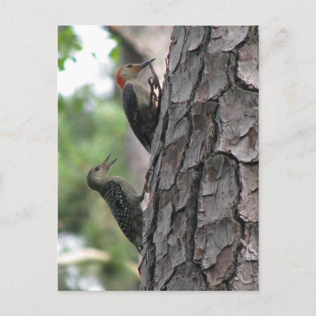 Red-bellied Male & Fledgling Postcard (Front)