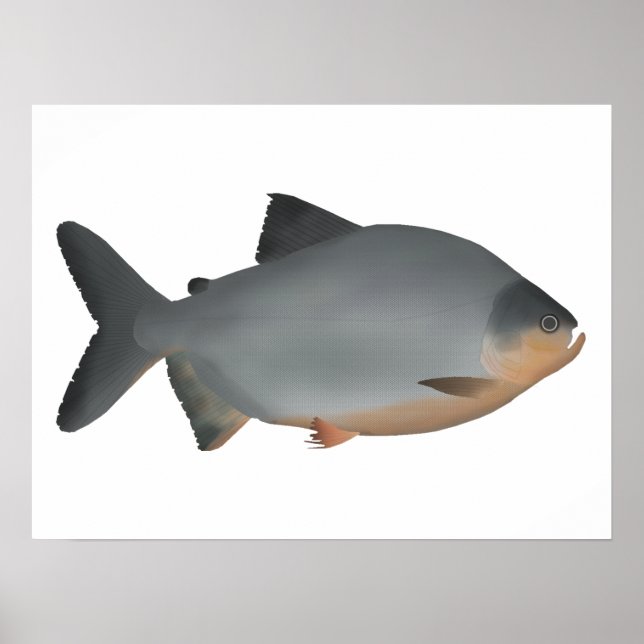 Red-bellied Pacu Poster (Front)