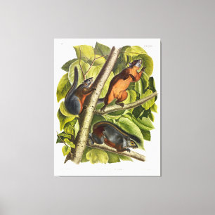Red-bellied Squirrel (Mexican Grey Squirrel) Canvas Print