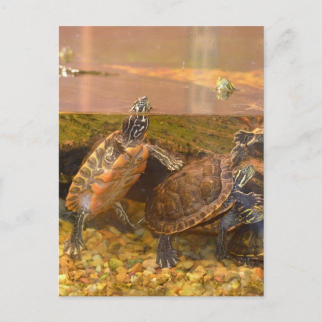 Red Bellied Turtle (Alabama) Postcard (Front)