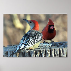 Red-Bellied Woodpeck and Red Cardinal Poster