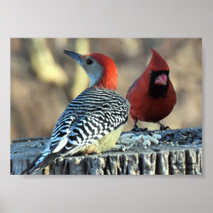 Red-Bellied Woodpeck and Red Cardinal Poster
