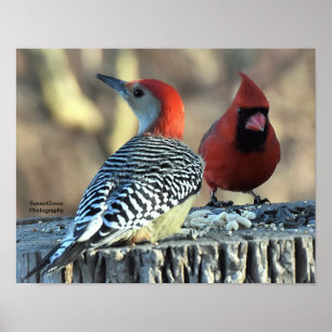 Red-Bellied Woodpeck and Red Cardinal Poster