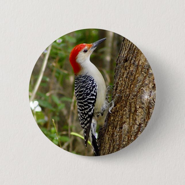 Red Bellied Woodpecker Button (Front)