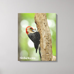 Red-Bellied Woodpecker Canvas Print