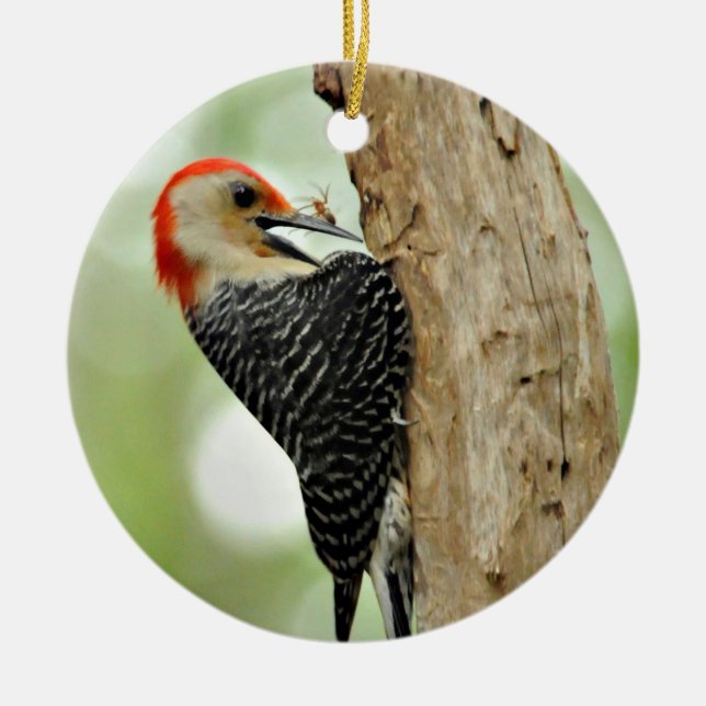 Red-Bellied Woodpecker Ceramic Ornament (Front)