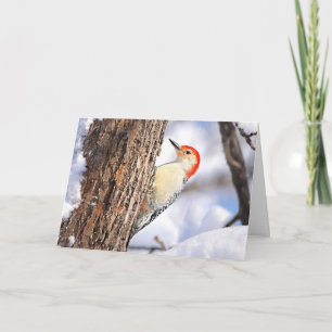 Red-bellied Woodpecker Christmas Card
