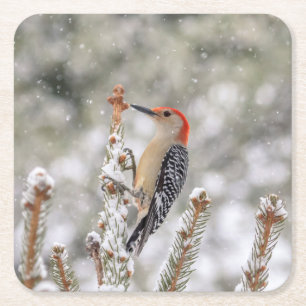 Red-bellied Woodpecker in the snow Square Paper Coaster