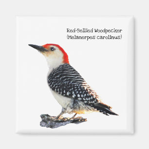 Red-Bellied Woodpecker Magnet