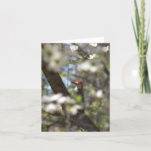 Red-bellied Woodpecker Note Card