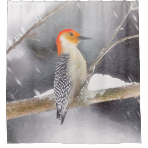 Red-Bellied Woodpecker Painting Original Bird Art