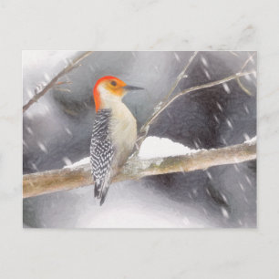 Red-Bellied Woodpecker Painting Original Bird Art Postcard