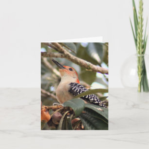 Red-Bellied Woodpecker Photo Folded Note Card