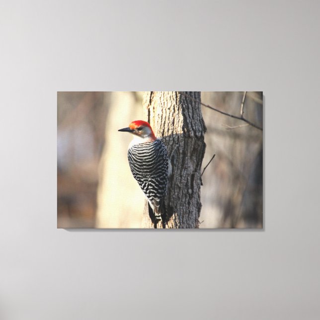 Red Bellied Woodpecker Portrait Canvas Print (Front)