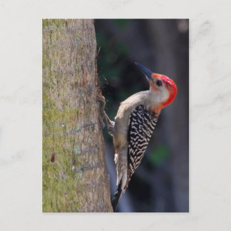Red-bellied Woodpecker Postcard
