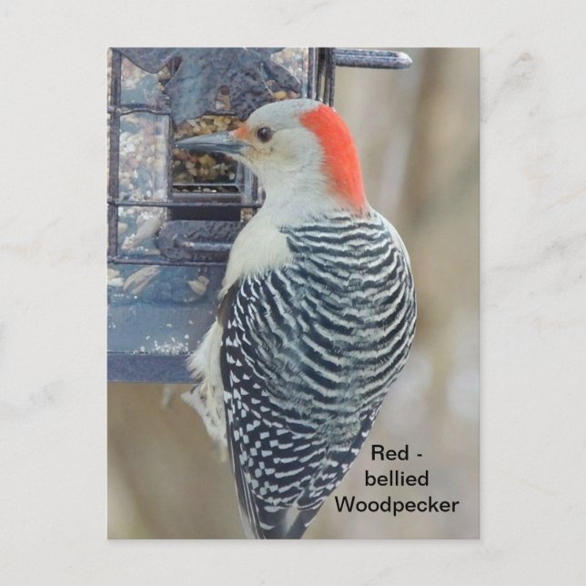Red-bellied woodpecker postcard (Front)