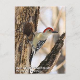 Red-bellied Woodpecker Postcard