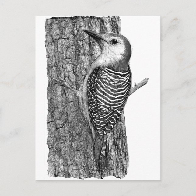 Red-bellied Woodpecker Postcard (Front)