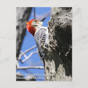 Red-bellied Woodpecker Postcard