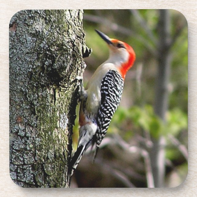 Red Bellied Woodpecker Square Coasters (Front)