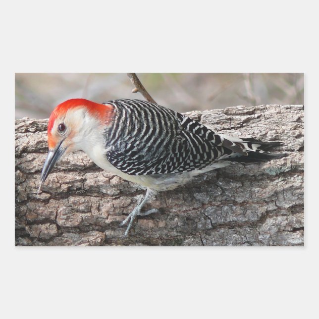 Red-Bellied Woodpecker Sticker (Front)
