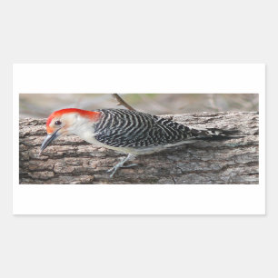 Red-Bellied Woodpecker Sticker