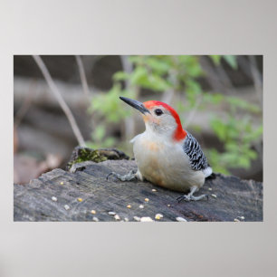 Red Bellied Woodpecker Value Poster Paper (Matte)
