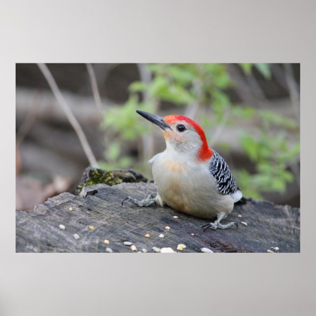 Red Bellied Woodpecker Value Poster Paper (Matte) (Front)