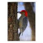 Red-Bellied Woodpecker With Seed Card