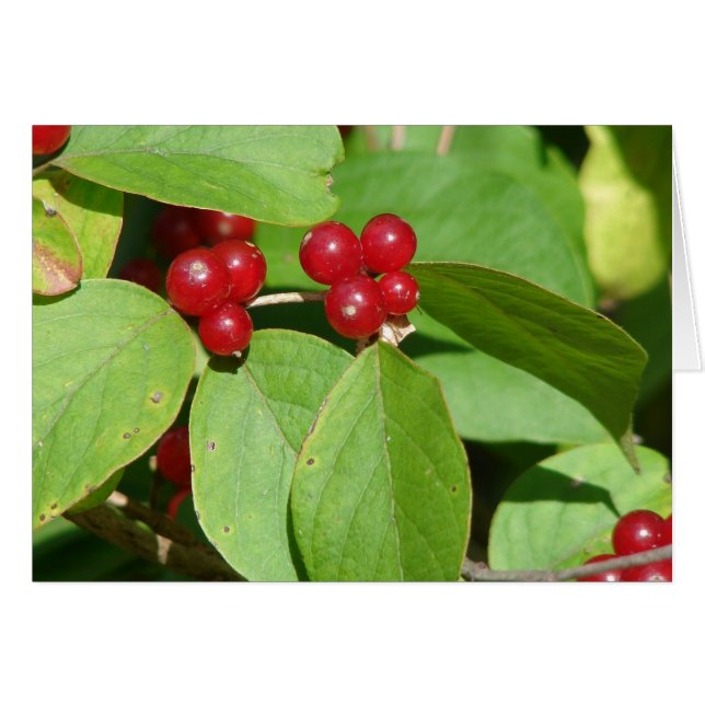 Red Berries (Front Horizontal)