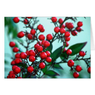 Red berries