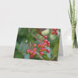 Red Berries Holiday Card