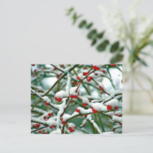 Red Berries in the Snow (2025) Postcard