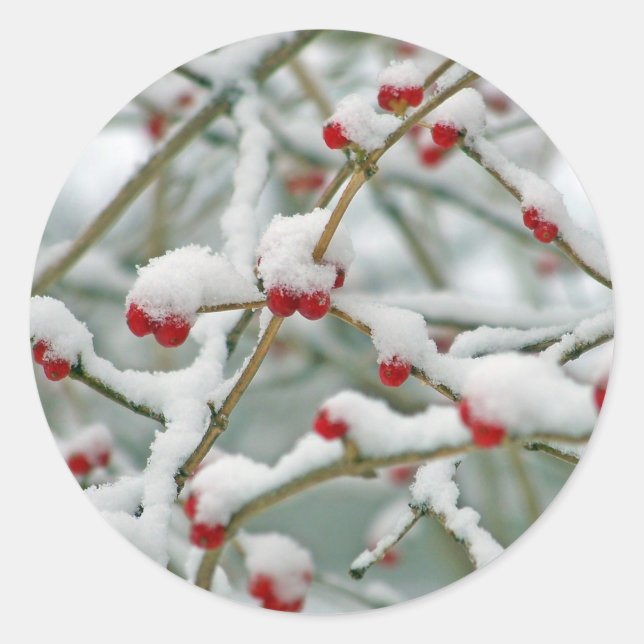 Red Berries in the Snow Classic Round Sticker (Front)