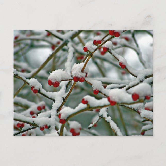 Red Berries in the Winter Snow Postcard (Front)