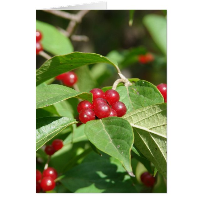 Red Berries Merry Christmas (Front)