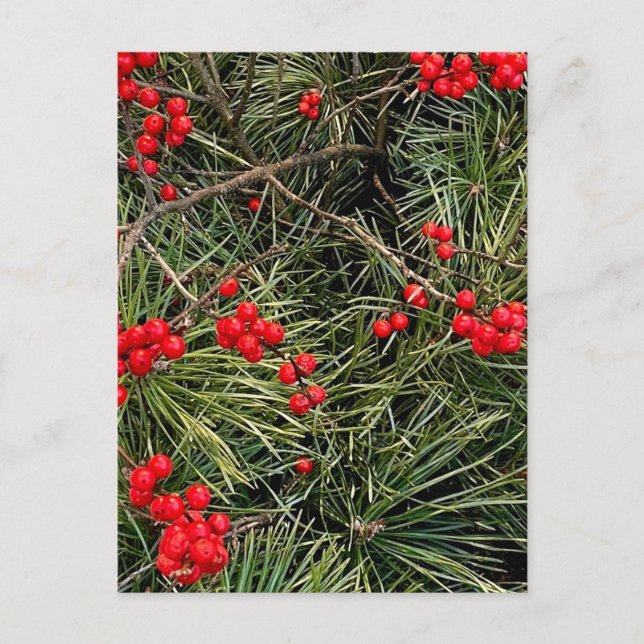 Red Berries Pine Needles Christmas Postcard (Front)
