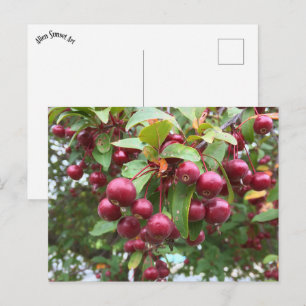 red berries postcard
