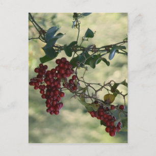 Red Berries Postcard