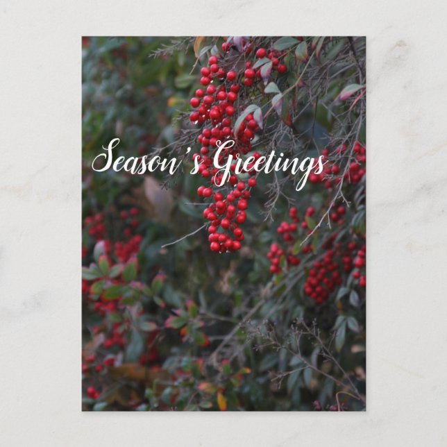Red berries, Season's Greetings Holiday Postcard (Front)