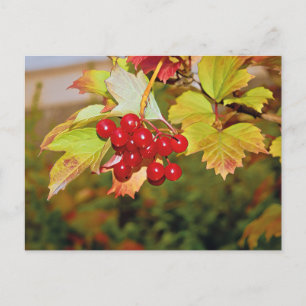 Red Berries Viburnum Guelder Rose Postcard