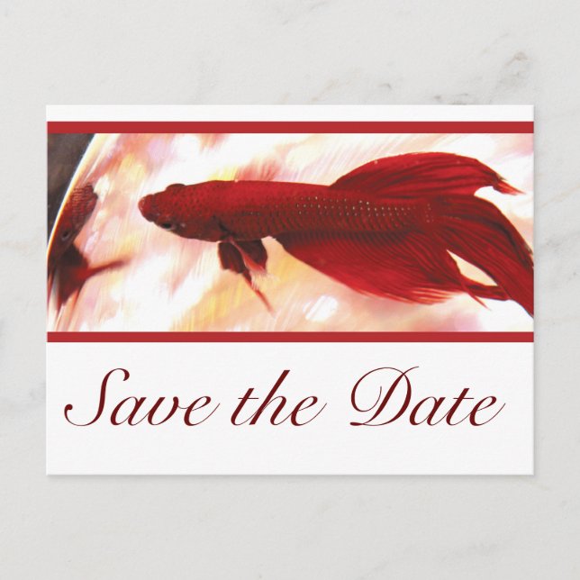 Red Betta Fish Save The Date Announcement Postcard (Front)