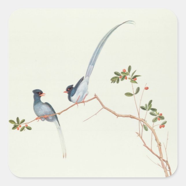 Red-billed blue magpies,a branch red berries square sticker (Front)