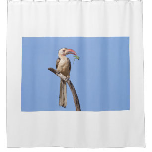Red-billed Hornbill